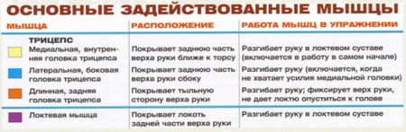Французский жим лежа - мышцы