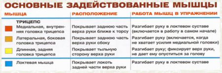 Французский жим в тренажере сидя - мышцы