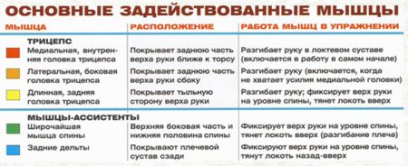 Разгибания руки с гантелью в наклоне - мышцы